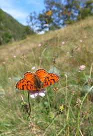 Attēlu rezultāti vaicājumam “Melitaea didyma male”