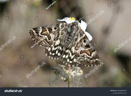 Attēlu rezultāti vaicājumam “Callistege mi”