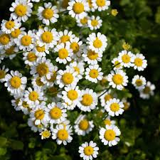 Image result for Kamille