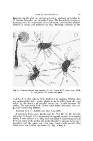 Attēlu rezultāti vaicājumam “Cribraria argillacea spores”