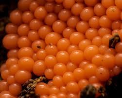 Attēlu rezultāti vaicājumam “Dictydiaethalium plumbeum young”