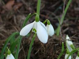 Attēlu rezultāti vaicājumam “Galanthus nivalis”