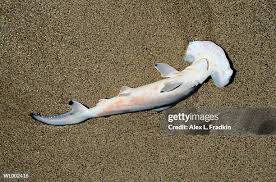 Image result for Sphyrna zygaena