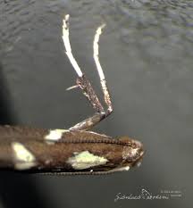 Attēlu rezultāti vaicājumam “Calybites phasianipennella”