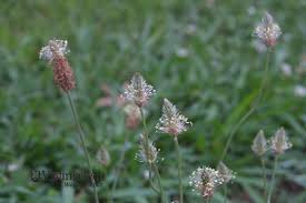 Attēlu rezultāti vaicājumam “Plantago lanceolata flower”
