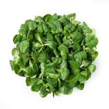 Image result for Feldsalat