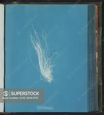 Attēlu rezultāti vaicājumam “Lemanea fluviatilis”