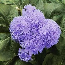 Image result for Ageratum houstonianum