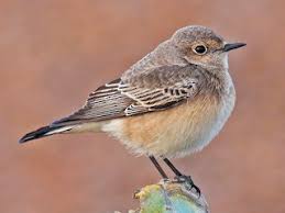 Image result for Oenanthe pleschanka