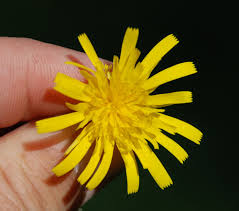 Attēlu rezultāti vaicājumam “Hieracium vulgatum”