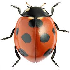 Attēlu rezultāti vaicājumam “Coccinellidae”