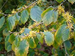 Attēlu rezultāti vaicājumam “Hamamelis virginiana”
