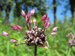 Attēlu rezultāti vaicājumam “Allium scorodoprasum bud”