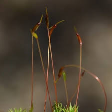 Attēlu rezultāti vaicājumam “Atrichum flavisetum sporophyte”