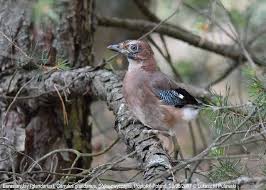 Attēlu rezultāti vaicājumam “Garrulus glandarius adult”