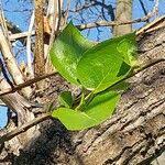 Attēlu rezultāti vaicājumam “Populus laurifolia”