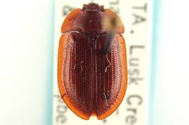 Attēlu rezultāti vaicājumam “Peltis grossa”