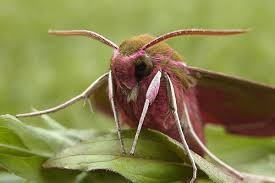 Attēlu rezultāti vaicājumam “Chimabachidae”