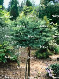 Attēlu rezultāti vaicājumam “Larix kaempferi”