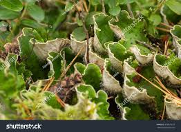 Attēlu rezultāti vaicājumam “Peltigera aphthosa”