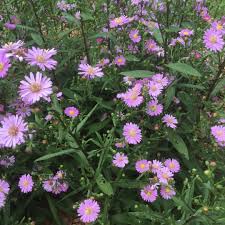 Image result for Aster novi-belgii