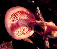 Attēlu rezultāti vaicājumam “Rhodotus palmatus”