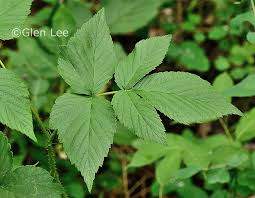 Attēlu rezultāti vaicājumam “Rubus idaeus leaf”