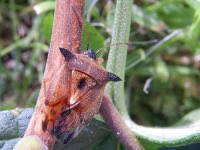 Attēlu rezultāti vaicājumam “Elasmucha ferrugata”