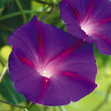 Image result for Prunkwinde