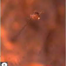 Attēlu rezultāti vaicājumam “Physarum psittacinum spores”