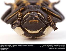 Attēlu rezultāti vaicājumam “Zopheridae”