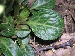 Attēlu rezultāti vaicājumam “Pyrola rotundifolia leaf”