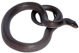 Attēlu rezultāti vaicājumam “Serpentes”