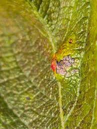 Attēlu rezultāti vaicājumam “Euura pedunculi”