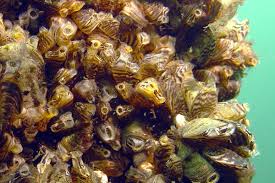 Attēlu rezultāti vaicājumam “Dreissena polymorpha”