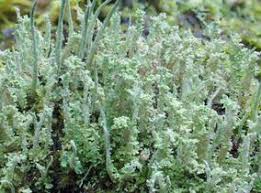 Attēlu rezultāti vaicājumam “Cladonia squamosa”