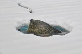 Image result for Pusa hispida