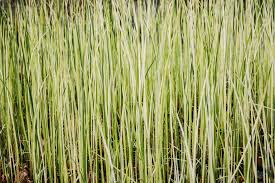 Attēlu rezultāti vaicājumam “Schoenoplectus lacustris subsp. glaucus bud”