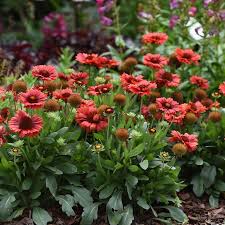 Image result for Gaillardia