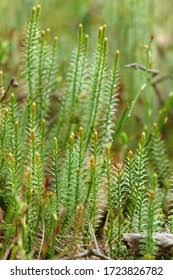 Attēlu rezultāti vaicājumam “Lycopodium annotinum”