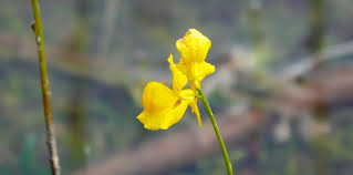 Attēlu rezultāti vaicājumam “Utricularia intermedia flower”