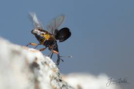 Attēlu rezultāti vaicājumam “Protapion sp.”