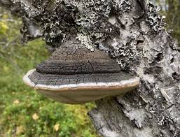 Attēlu rezultāti vaicājumam “Phellinus nigricans”