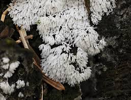 Attēlu rezultāti vaicājumam “Ceratiomyxa fruticulosa”