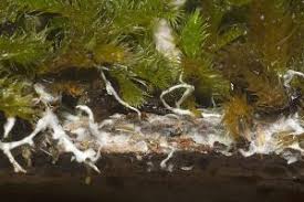 Attēlu rezultāti vaicājumam “Lentaria sp.”