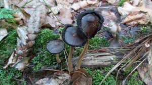 Attēlu rezultāti vaicājumam “Badhamiopsis praetermissa”