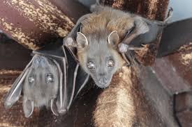 Attēlu rezultāti vaicājumam “Chiroptera”