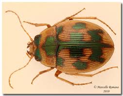 Attēlu rezultāti vaicājumam “Omophron limbatum”