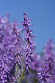 Attēlu rezultāti vaicājumam “Vicia tenuifolia flower”