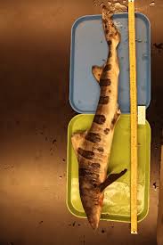 Image result for Triakis megalopterus